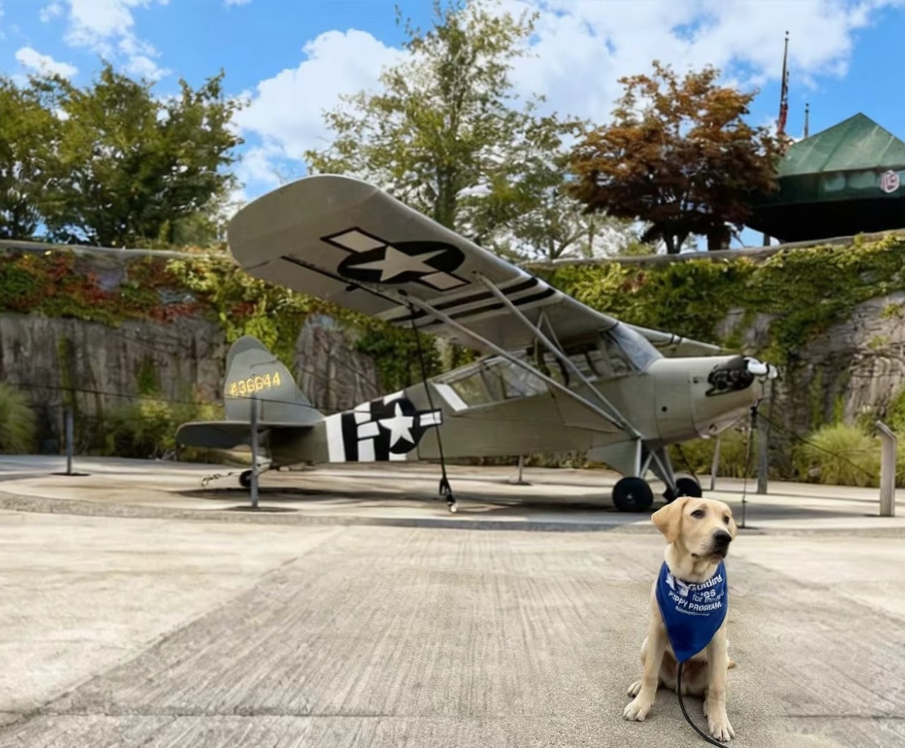 Guide Dog Puppy Russell with Piper L-4 Grasshopper at D-Day Memorial
